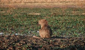 Capybara profile looking to the left